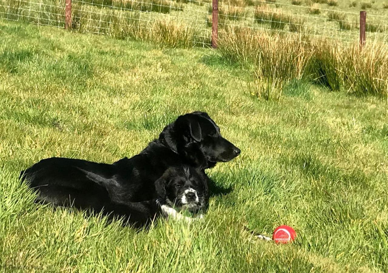 The Barn At Geufron Farm - Dog Friendly - Nr Tywyn Villa Bryn-crug Eksteriør billede