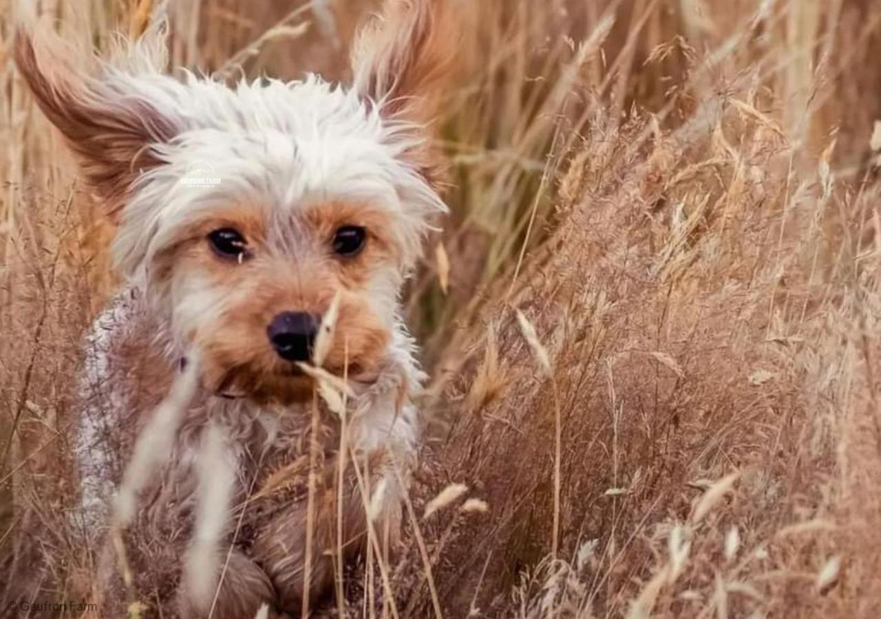 The Barn At Geufron Farm - Dog Friendly - Nr Tywyn Villa Bryn-crug Eksteriør billede